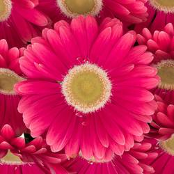 Gerbera rosa Unique