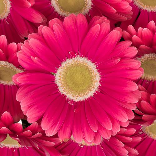 Gerbera rosa Unique