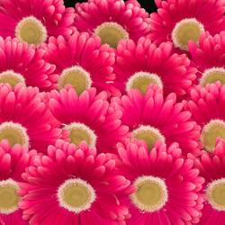 Gerbera rosa Unique