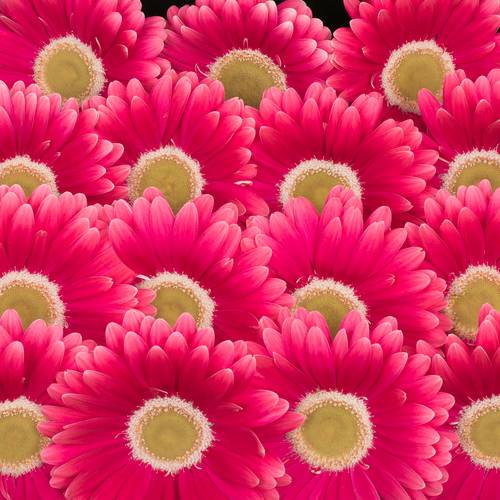 Gerbera rosa Unique