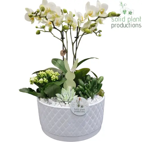 Phal.Arr PE004 Stella weiss Ostern T22 H045