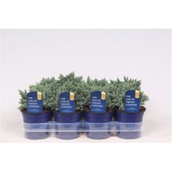 Juniperus Squamata Blue Star T11 H015