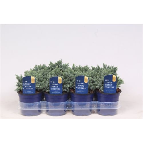 Juniperus Squamata Blue Star T11 H015