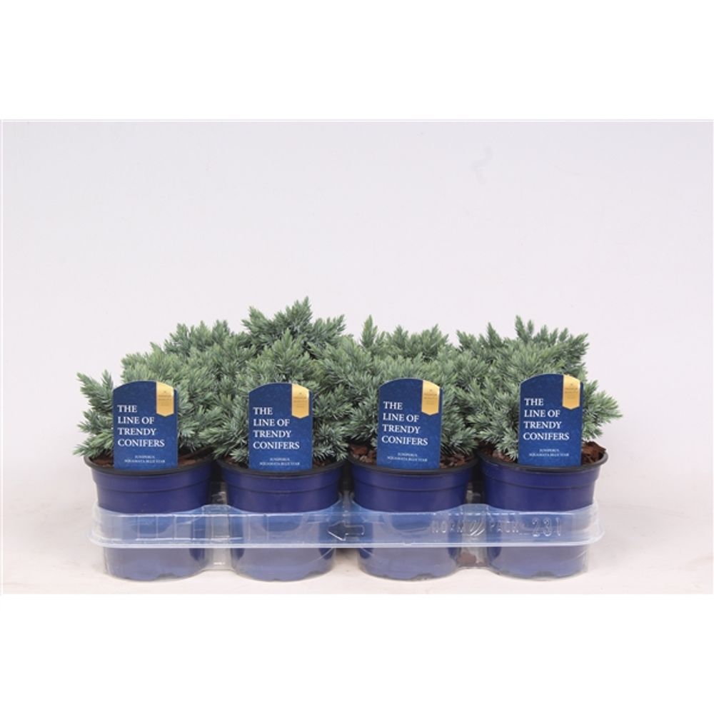 Juniperus Squamata Blue Star T11 H015