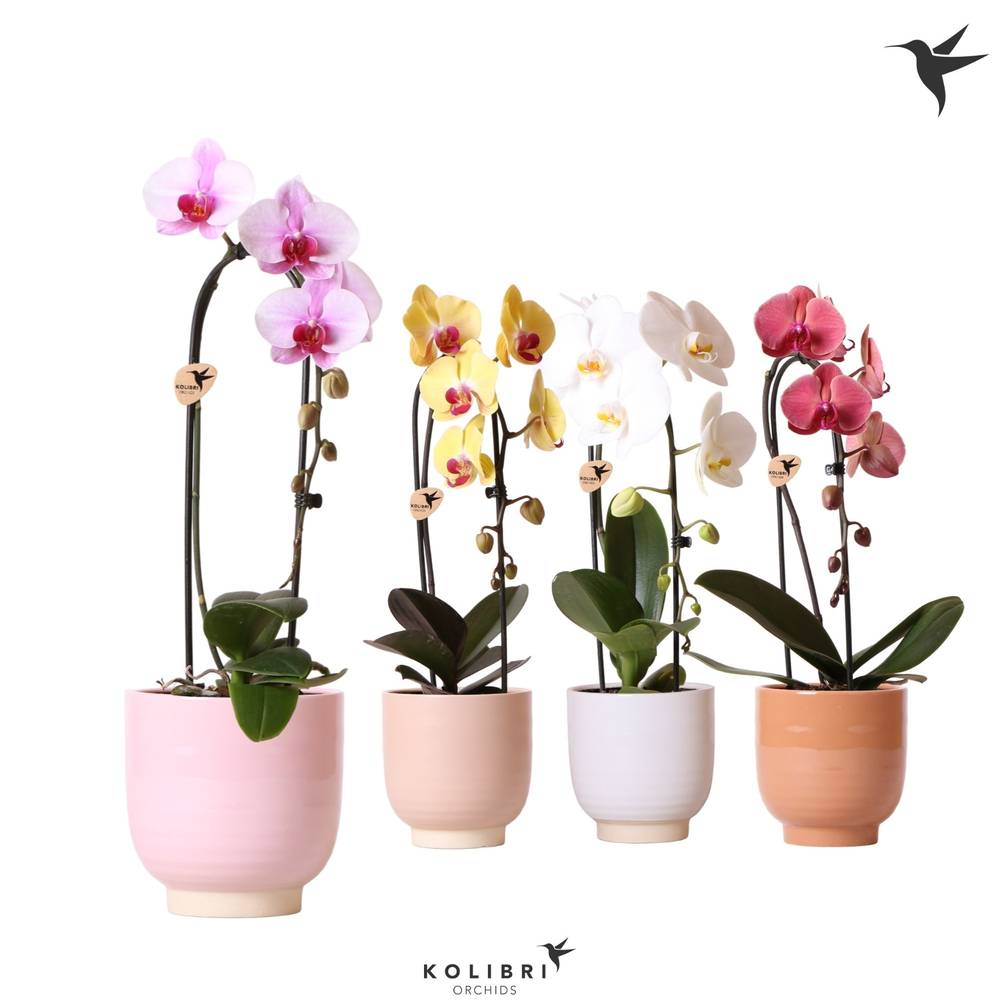 Phal.1-R Cascade Niagara im Glastopf T12 H050