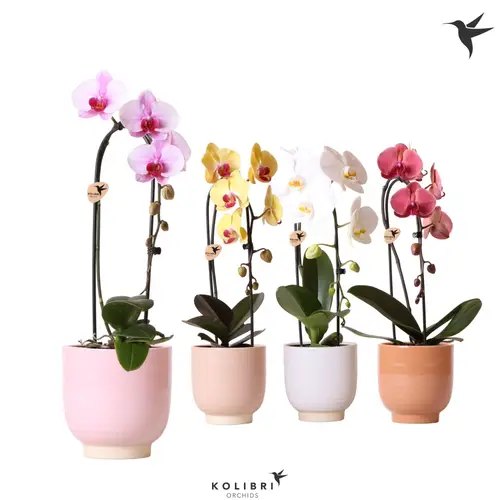 Phal.1-R Cascade Niagara im Glastopf T12 H050