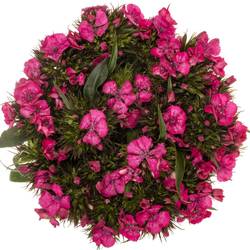 Bartnelke rosa Barbarella Rose 45cm