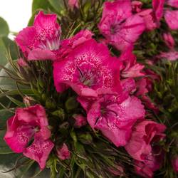 Bartnelke rosa Barbarella Rose 45cm