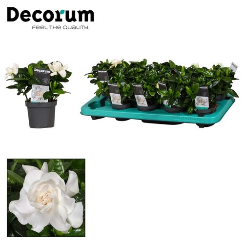 Gardenia T09 H30