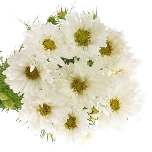 Cosmos weiss 60cm