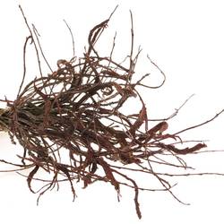 Bänderweide braun  Sekka Bandwilg 80cm