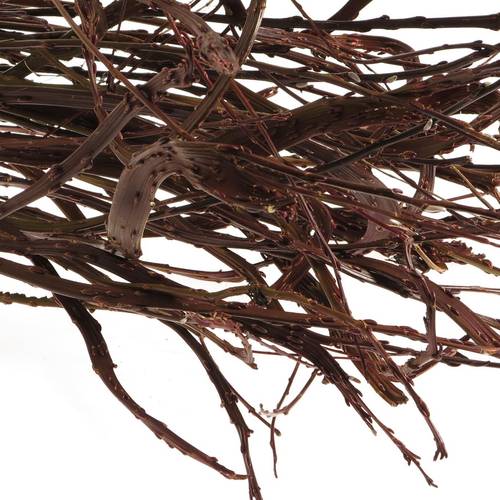 Bänderweide braun  Sekka Bandwilg 80cm
