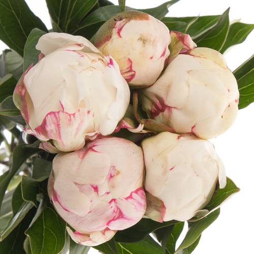 Pfingstrose hell rosa/weiss florence Nicholls 55cm