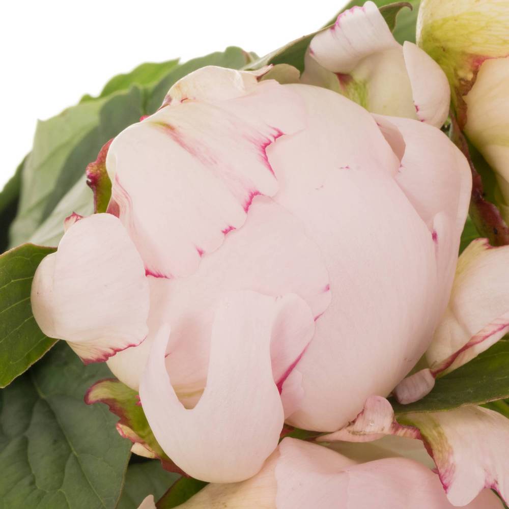 Pfingstrose rosa gefüllt Nicholls Super 55cm