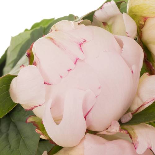 Pfingstrose rosa gefüllt Nicholls Super 55cm