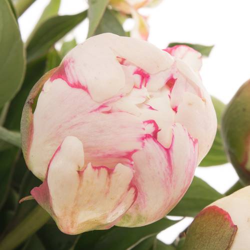 Pfingstrose hell rosa/weiss florence Nicholls 55cm