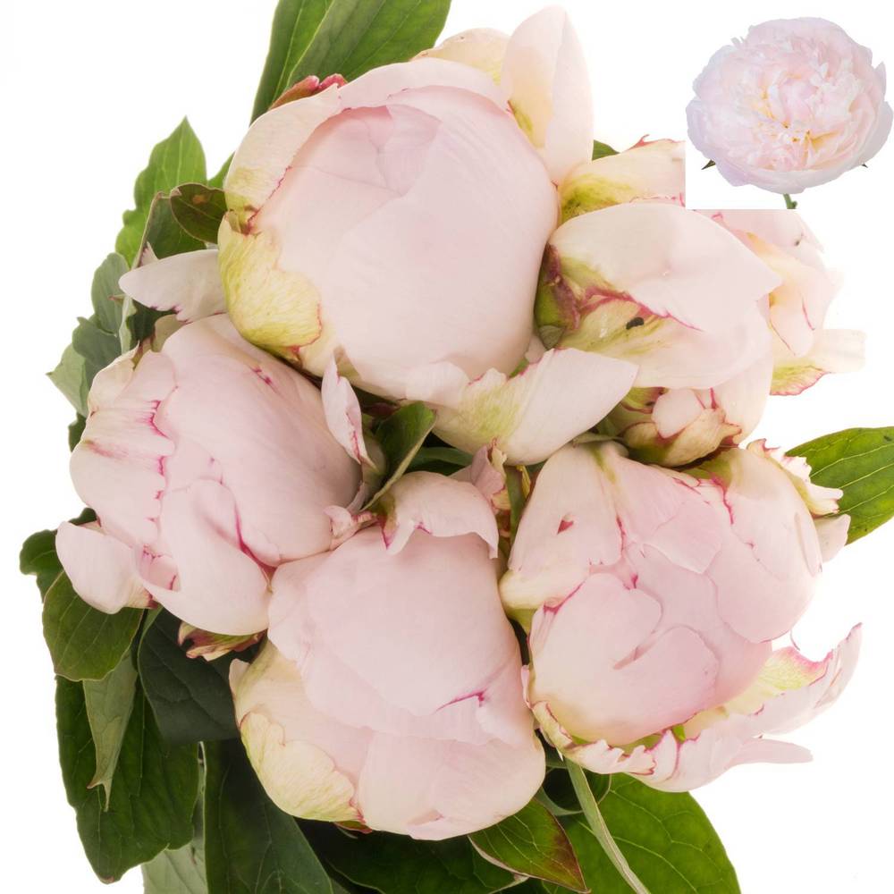 Pfingstrose rosa gefüllt Nicholls Super 55cm