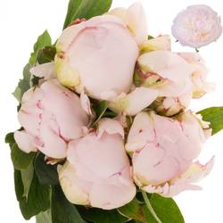 Pfingstrose rosa gefüllt Nicholls Super 55cm