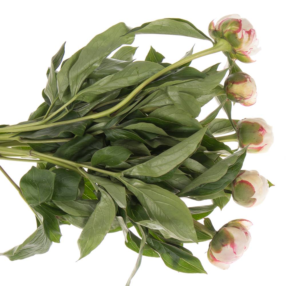 Pfingstrose hell rosa/weiss florence Nicholls 55cm