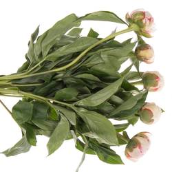 Pfingstrose hell rosa/weiss florence Nicholls 55cm