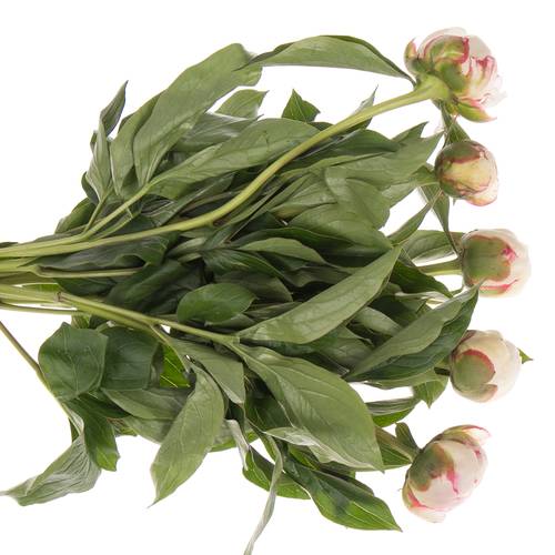 Pfingstrose hell rosa/weiss florence Nicholls 55cm