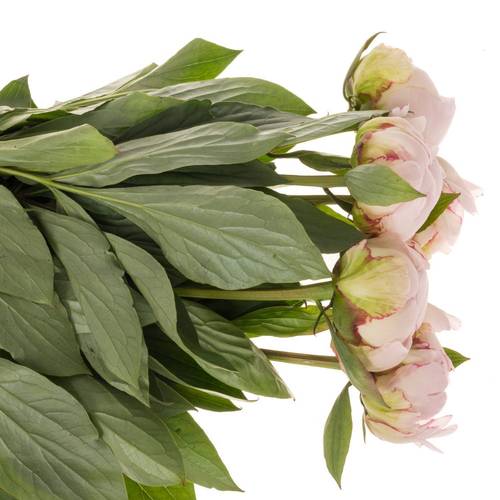 Pfingstrose rosa gefüllt Nicholls Super 55cm