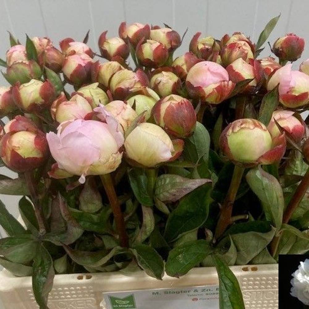 Pfingstrose rosa gefüllt Nicholls Super 55cm