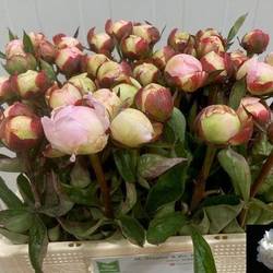 Pfingstrose rosa gefüllt Nicholls Super 55cm