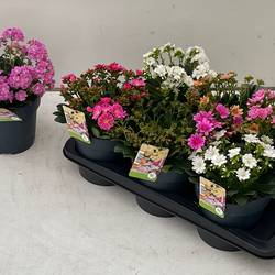 Lewisia mix Mountain Dreams T17 H023