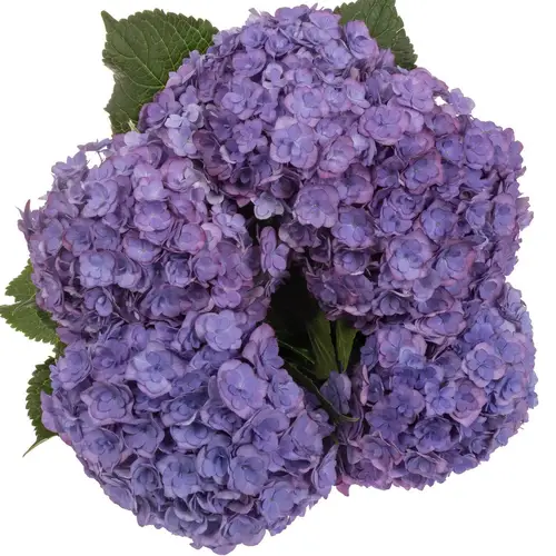 Hortensie lila Anastasia Bol 14cm 50cm