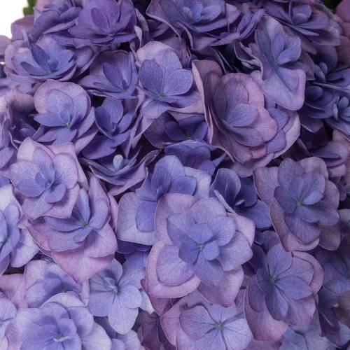 Hortensie lila Anastasia Bol 14cm 50cm