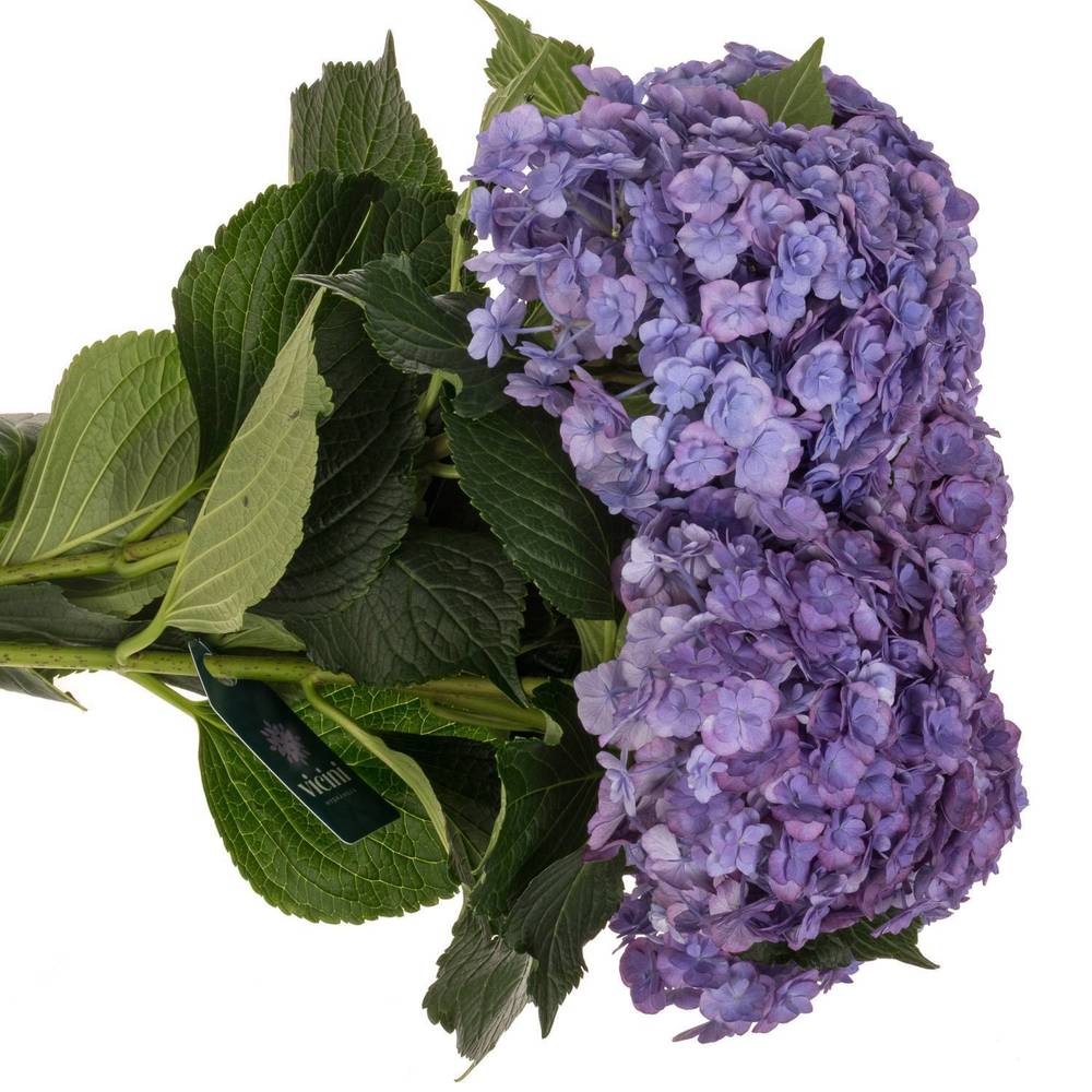 Hortensie lila Anastasia Bol 14cm 50cm