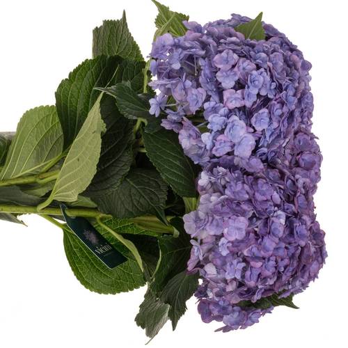 Hortensie lila Anastasia Bol 14cm 50cm