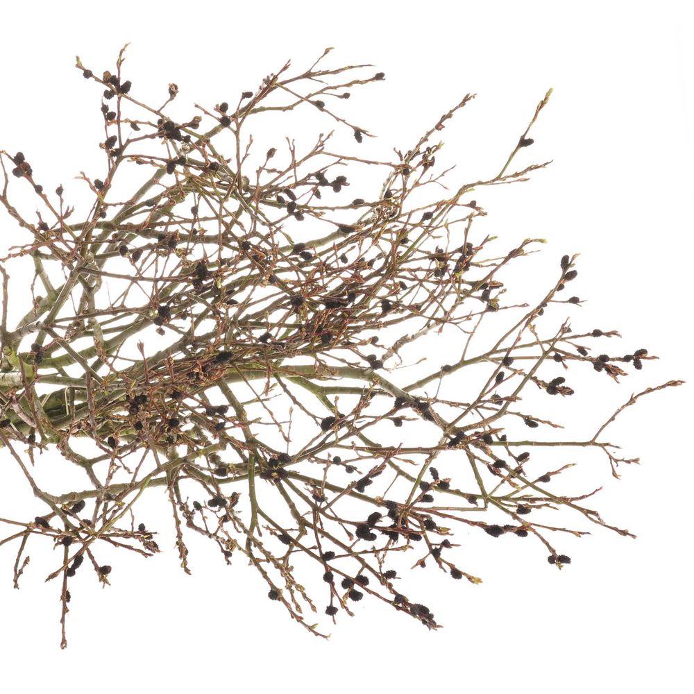 Salix braun Melanos 70cm