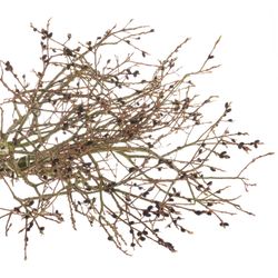 Salix braun Melanos 70cm