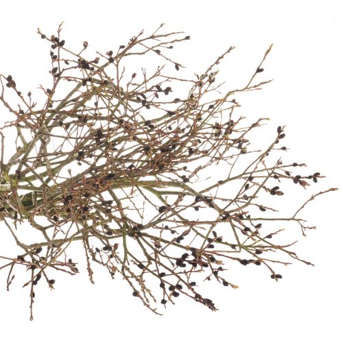 Salix braun Melanos 70cm