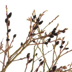 Salix braun Melanos 70cm