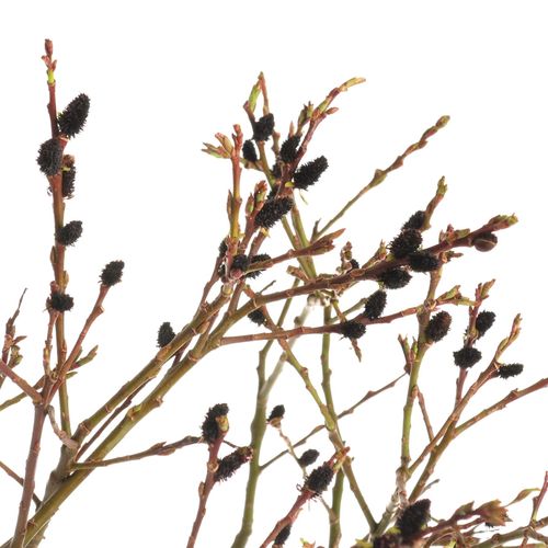 Salix braun Melanos 70cm