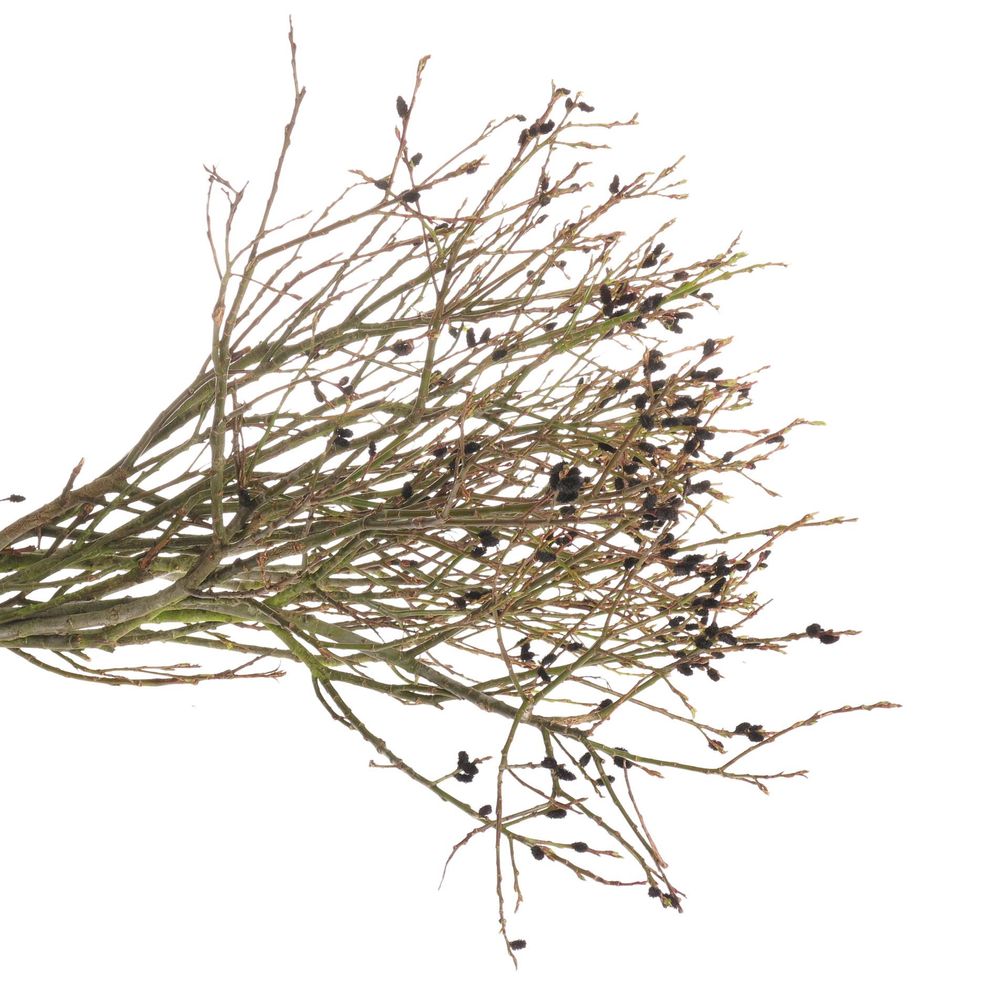 Salix braun Melanos 70cm