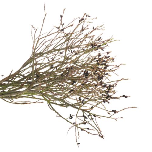 Salix braun Melanos 70cm