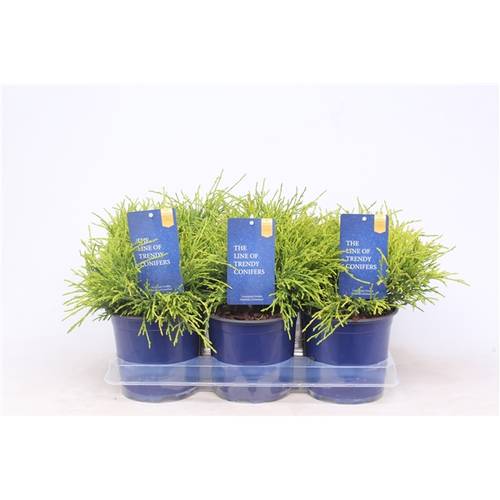 Chamaecyparis Pisif.Sungold15