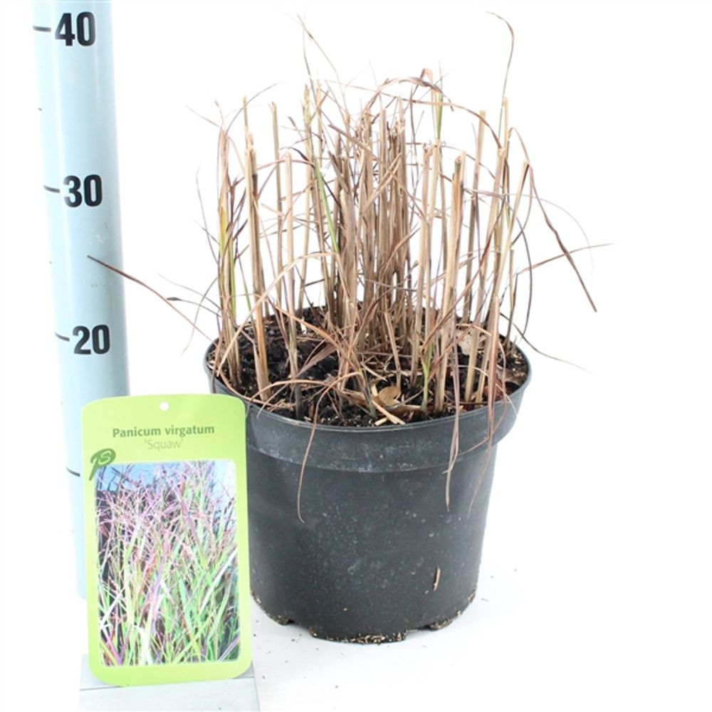 Panicum Squaw T23 H100