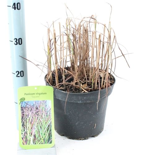 Panicum Squaw T23 H100