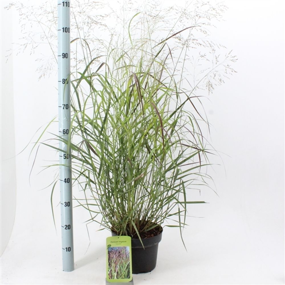 Panicum Squaw T23 H100