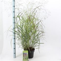 Panicum Squaw T23 H100