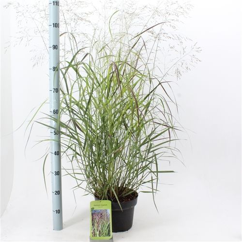 Panicum Squaw T23 H100