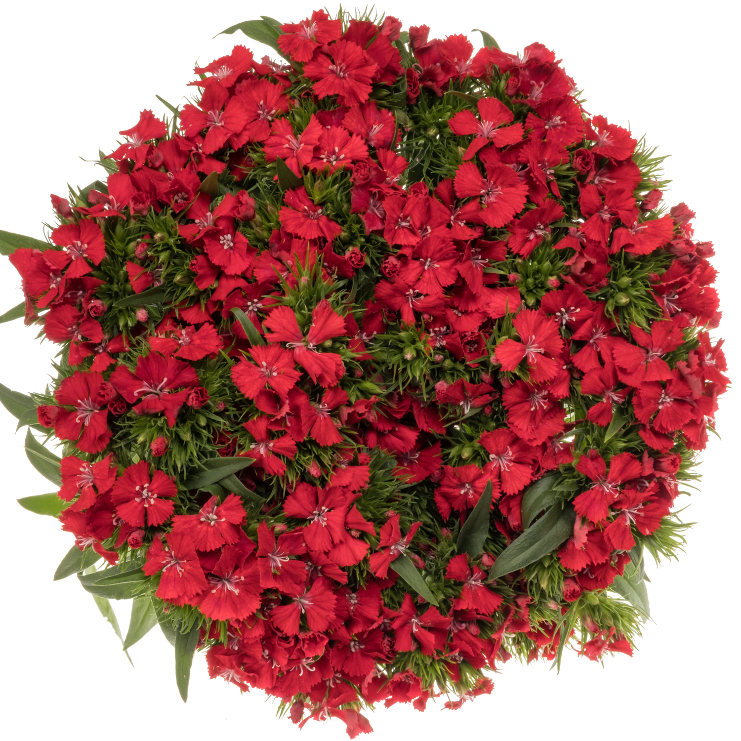 Bartnelke rot Scarlet 60cm