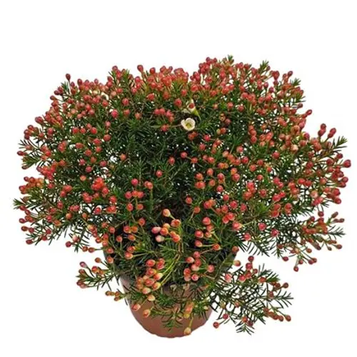 Waxflower Maya Strauch T14 H030
