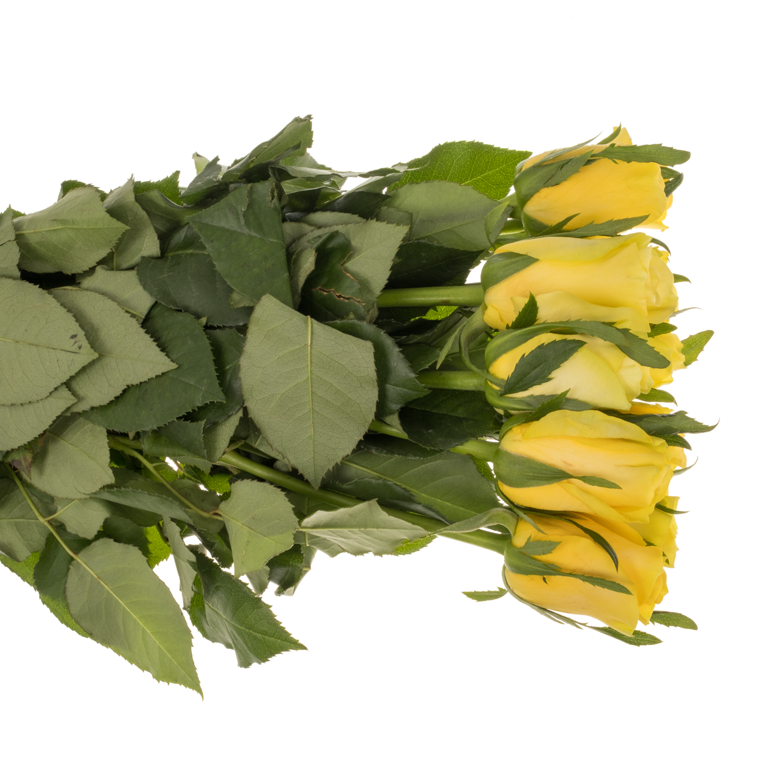 Rose gelb Lemon Strike 50cm