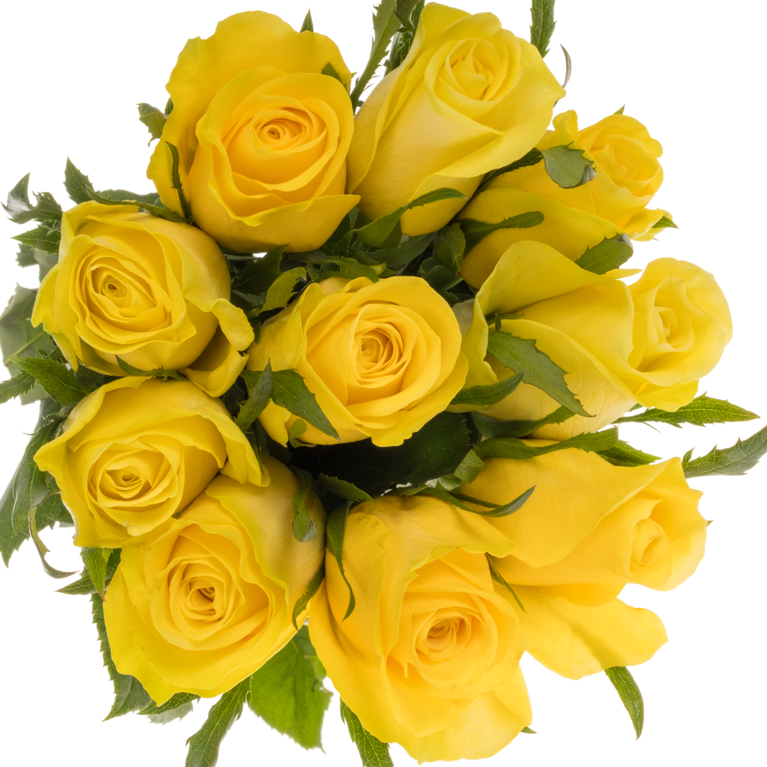 Rose gelb Lemon Strike 50cm